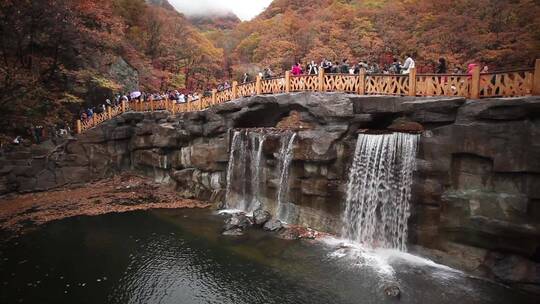 枫叶红了秋季风景