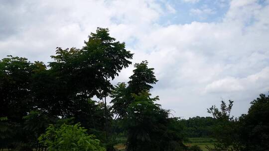 实拍蓝天风吹树枝树叶植物