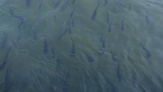 碧绿水面 鱼群回游 2450
