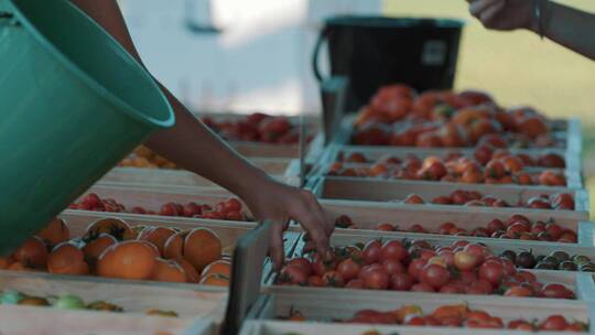 人们在露天市场挑选水果和蔬菜