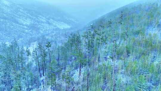 大兴安岭春季山林降雪