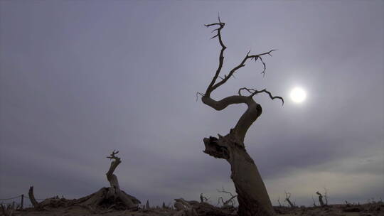 内蒙古沙漠 怪树林 单棵枯树 逆光光线延时