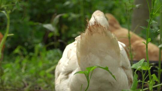 鸡 农村 家养 散养 果园鸡 生态养殖