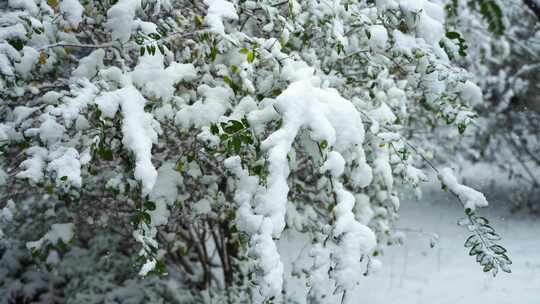 冬天大雪中的雪景风光