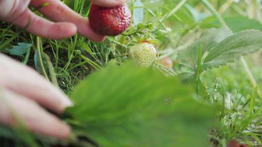 采摘种植的草莓
