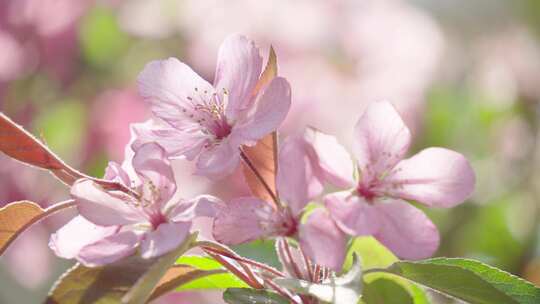 春天花朵盛开粉红色花开