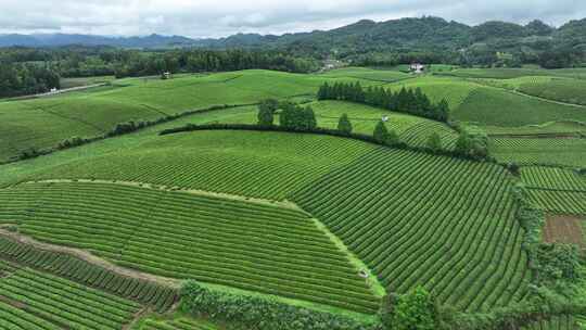 贵州山区种满茶树的农田形成绿色的茶海