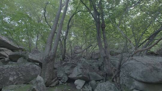 夏季深山里的植物和风景LOG