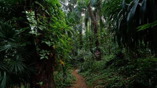 阴暗潮湿的热带雨林