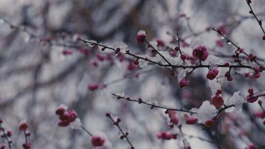 冰雪红梅雪中梅花17