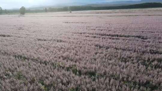 721昭苏紫苏花海花田前推游客招手右转广景