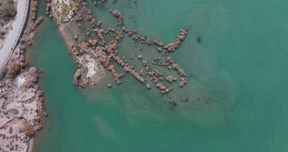 赤金峡水库湿地胡杨航拍