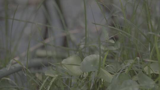 夏季唯美植物花草慢镜头