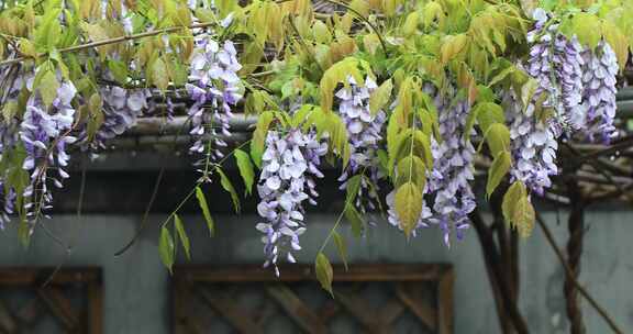 春天私家花园别墅小院花园洋房紫藤花开