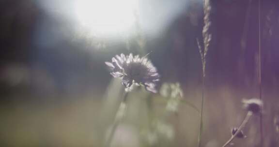 阳光下的花朵柔和的焦点