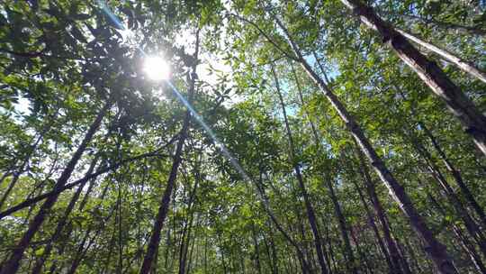 森林树大树阳光木材风景树林植树大自然树木