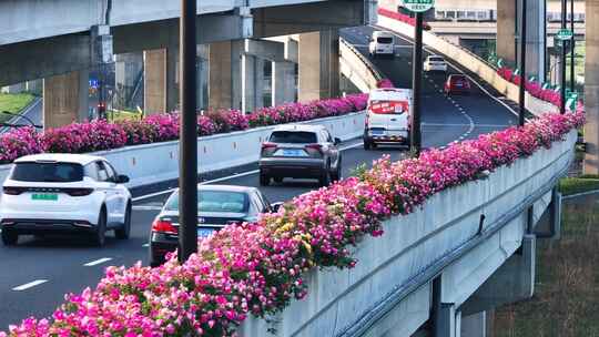 杭州高架月季花海