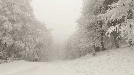 冬季森林霜冻景观