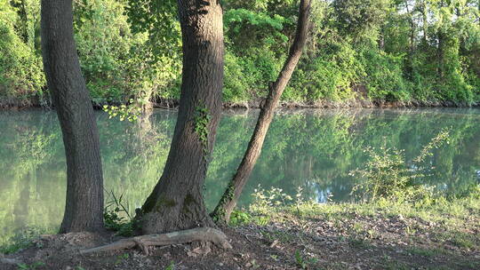 斯特拉河畔上的三棵树特写视频素材模板下载