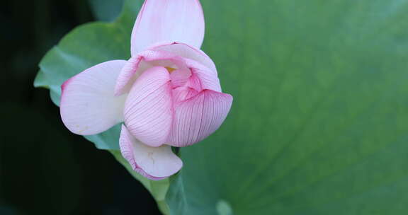 夏季池塘里的荷花