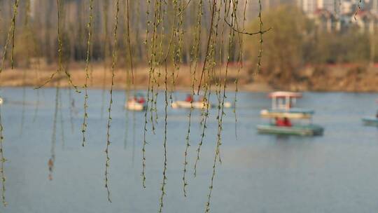 春天垂柳河边游船快乐的春游