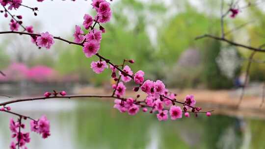 春天盛开的迎春花梅花腊梅