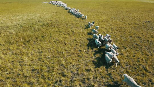 内蒙古草原绵羊群大远景