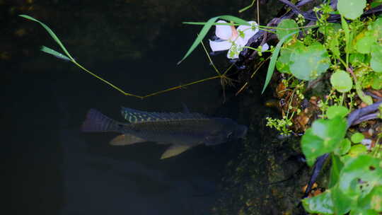 小河里水中的小鱼吃青苔