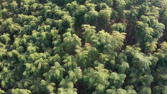 江南竹林竹海竹山航拍