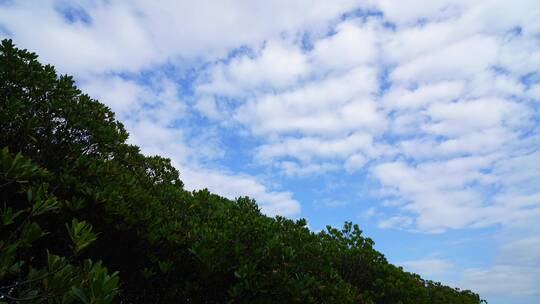 单镜头树木天空飘云延时
