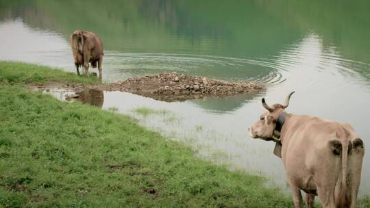 在河边悠闲吃草的奶牛