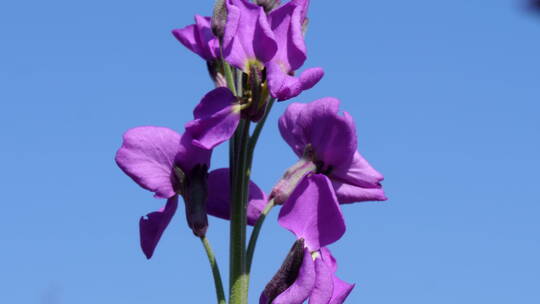 紫罗兰花柱花卉花朵植物绿化园林景观花草05