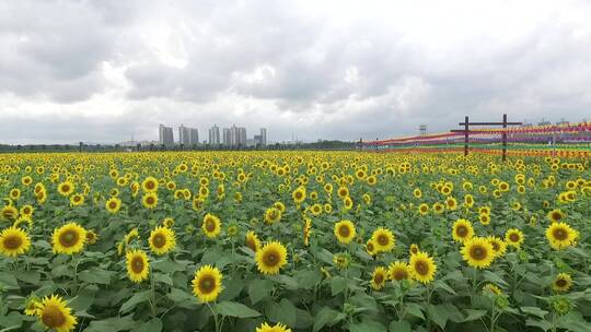 海南花海 合集