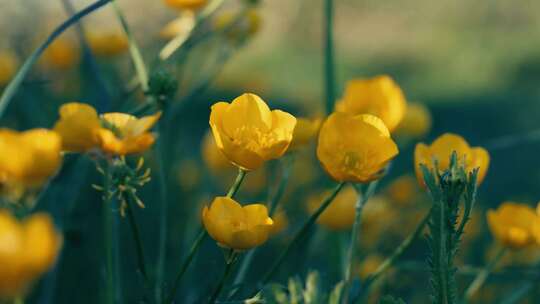 金黄色的百合郁金香花在阳光下特写在微风中