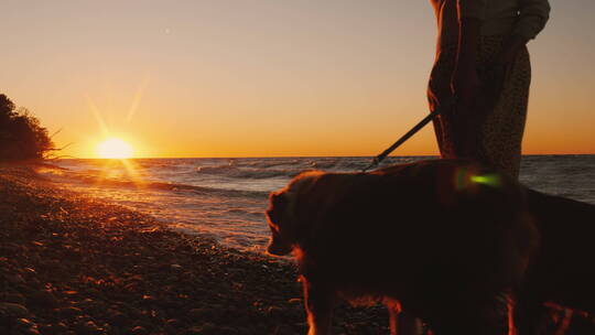 个年轻的女人带着一只狗在安大略湖岸边散步