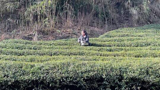 茶园 茶树 施肥