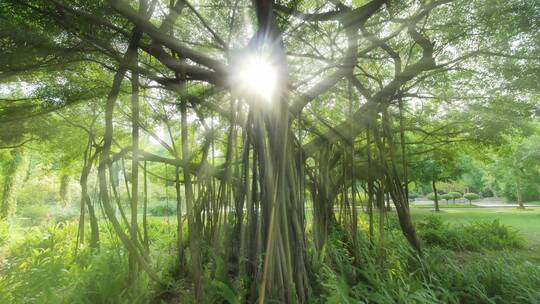 光线阳光穿过森林树林树荫丁达尔效应