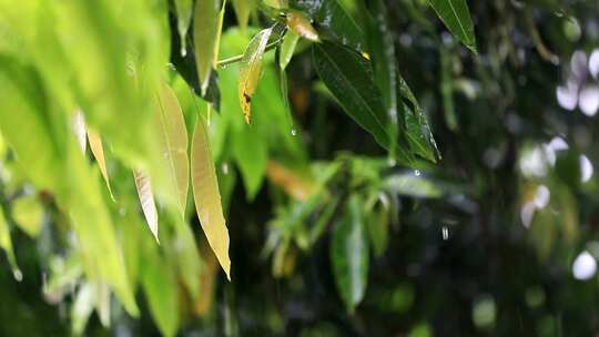 下雨天树叶唯美空镜