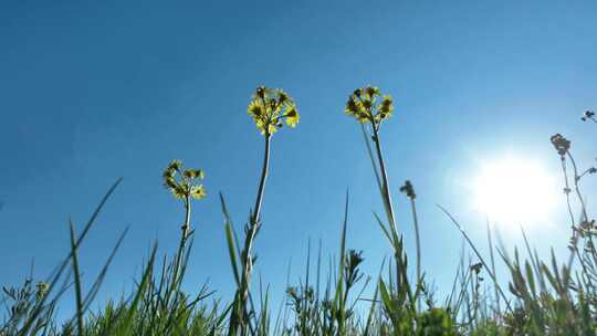 黄花草地野花