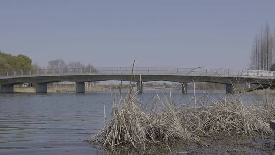 4K冬天水边的枯芦苇和桥