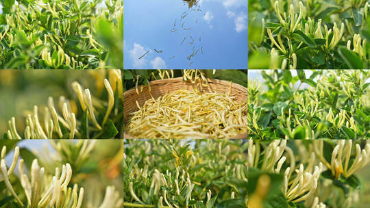 金银花种植园高清在线视频素材下载