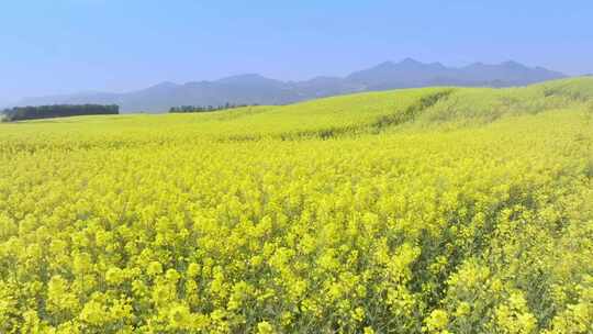 云南罗平油菜花海