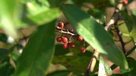 花椒 花椒收获 麻椒 三农 农业