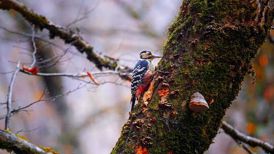 在树上觅食的啄木鸟