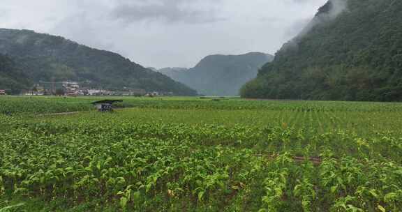 云南翁丁烟叶田航拍