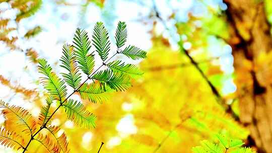 金色秋天彩色水杉树树叶