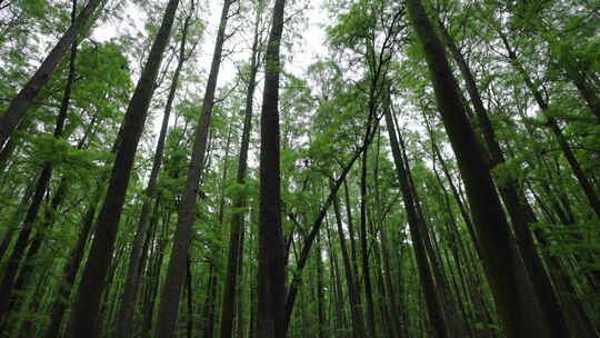 自然-树林-茂密-仰拍-旋转-全景