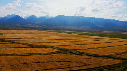 新疆哈密秋季的天山麦田