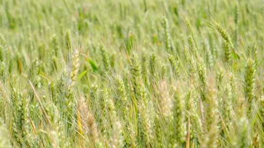 广袤绿色麦田景象