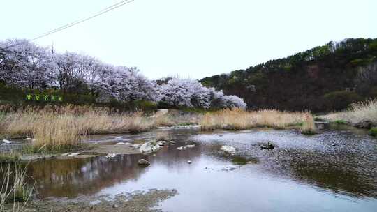 樱花边小溪河道